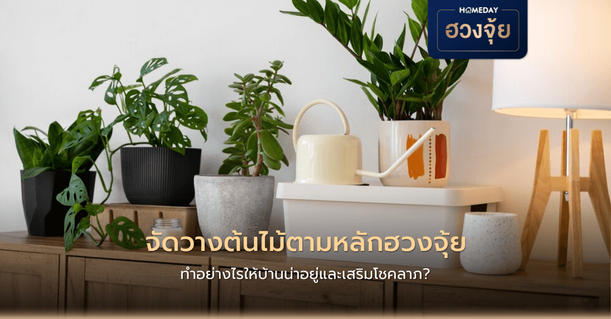 จัดวางต้นไม้ตามหลักฮวงจุ้ย ทำอย่างไรให้บ้านน่าอยู่และเสริมโชคลาภ?