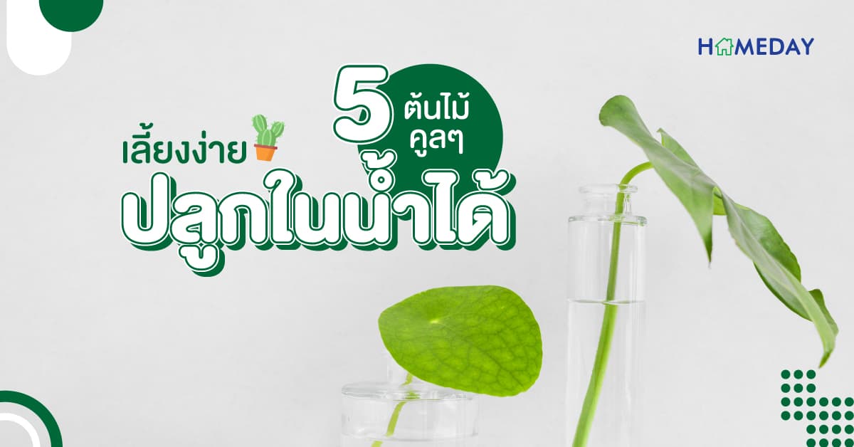 5 ต้นไม้คูลๆ เลี้ยงง่าย ปลูกในน้ำได้