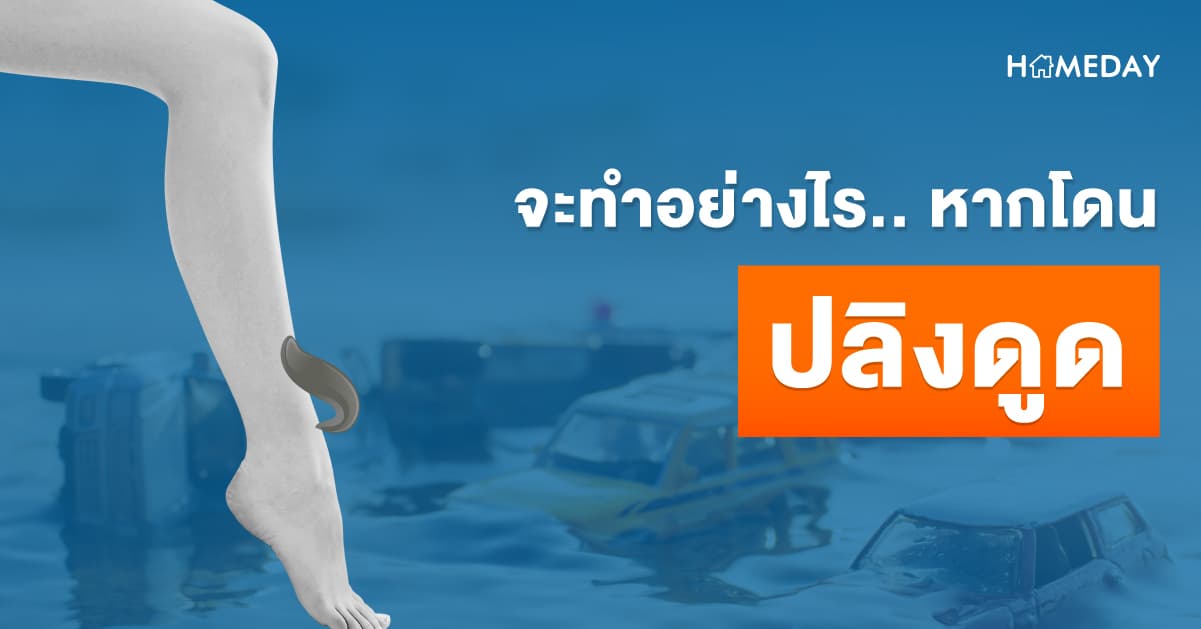 น้ำท่วม ระวังปลิง! จะทำอย่างไร หากโดนปลิงดูด