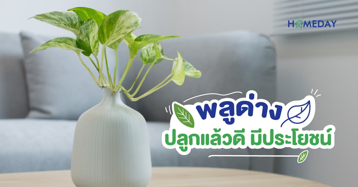พลูด่าง ปลูกแล้วดี มีประโยชน์