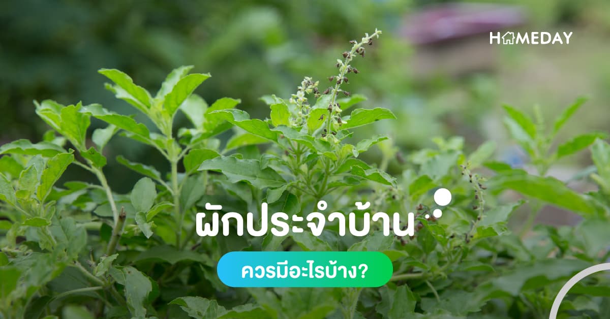 ผักประจำบ้านควรมีอะไรบ้าง?