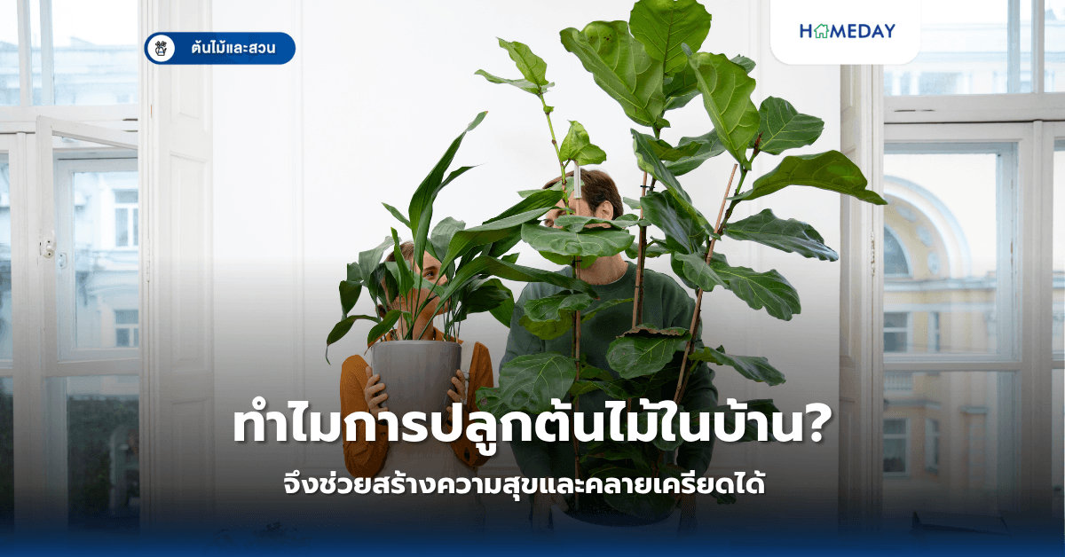 ทำไมการปลูกต้นไม้ในบ้านจึงช่วยสร้างความสุขและคลายเครียดได้?