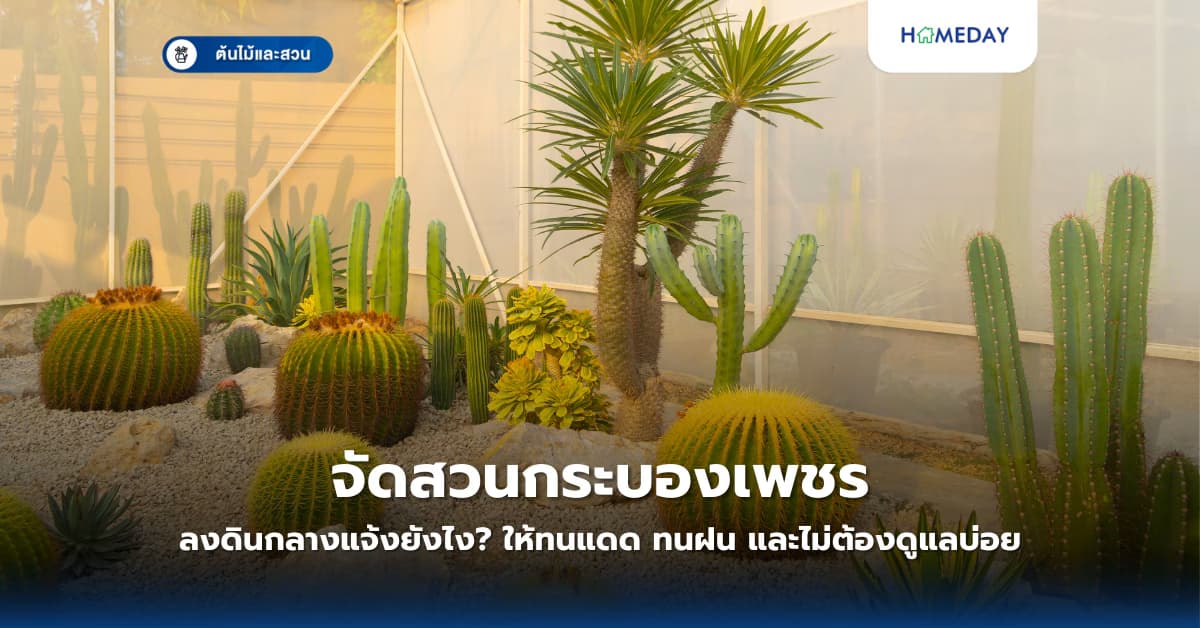 จัดสวนกระบองเพชรลงดินกลางแจ้งยังไงให้ทนแดด ทนฝน และไม่ต้องดูแลบ่อย?