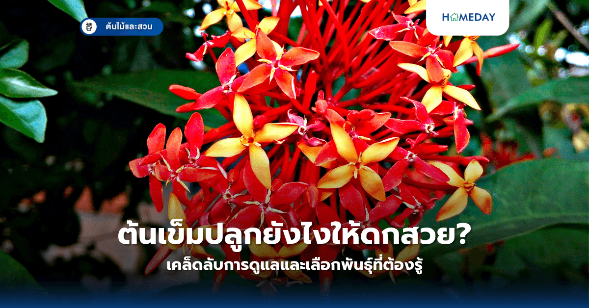 ต้นเข็มปลูกยังไงให้ดกสวย? เคล็ดลับการดูแลและเลือกพันธุ์ที่ต้องรู้