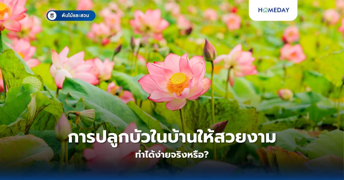 การปลูกบัวในบ้านให้สวยงาม ทำได้ง่ายจริงหรือ?