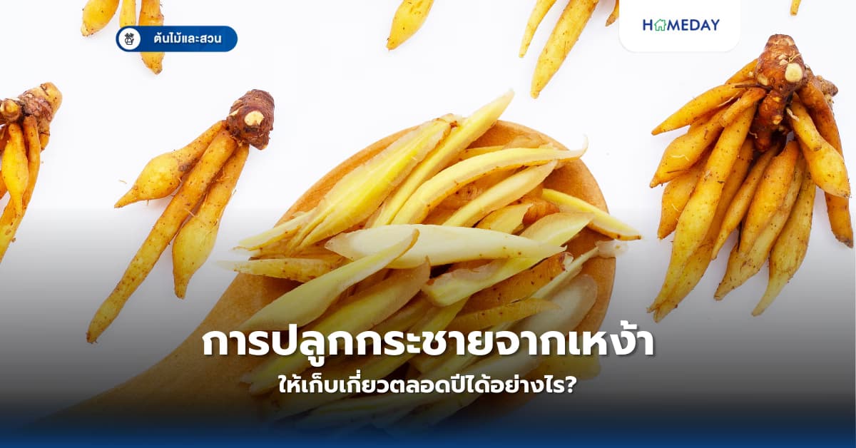 การปลูกกระชายจากเหง้าให้เก็บเกี่ยวตลอดปีได้อย่างไร?