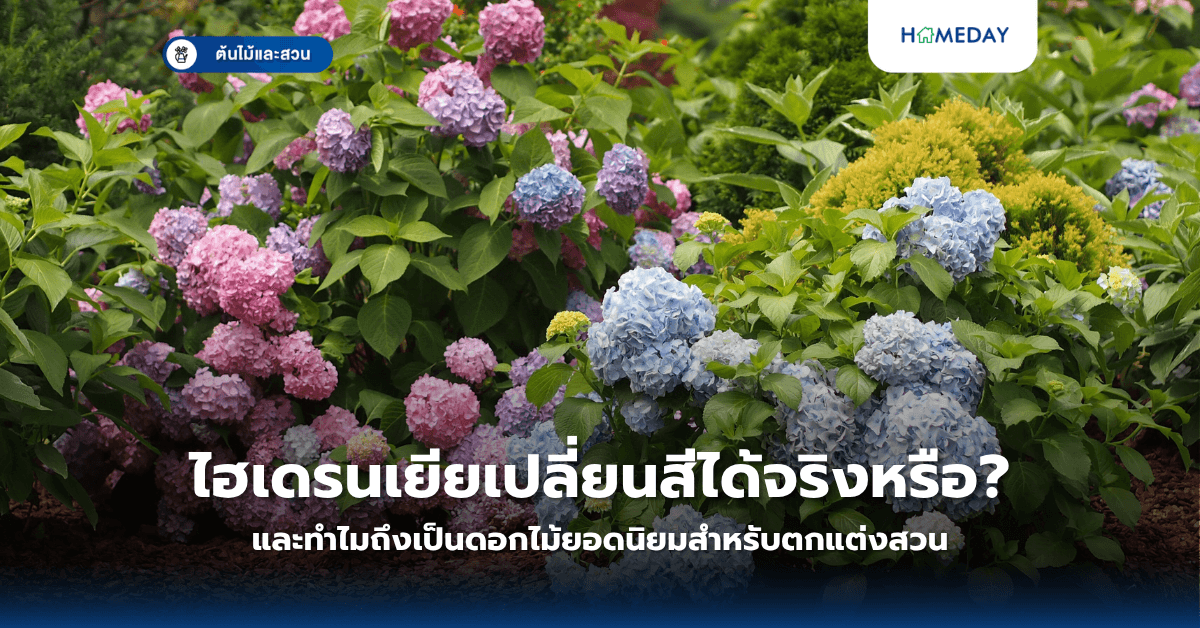 ไฮเดรนเยียเปลี่ยนสีได้จริงหรือ และทำไมถึงเป็นดอกไม้ยอดนิยมสำหรับตกแต่งสวน