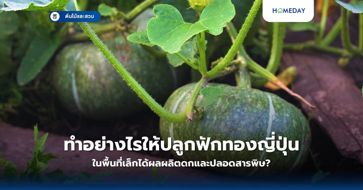 ทำอย่างไรให้ปลูกฟักทองญี่ปุ่นในพื้นที่เล็กได้ผลผลิตดกและปลอดสารพิษ?