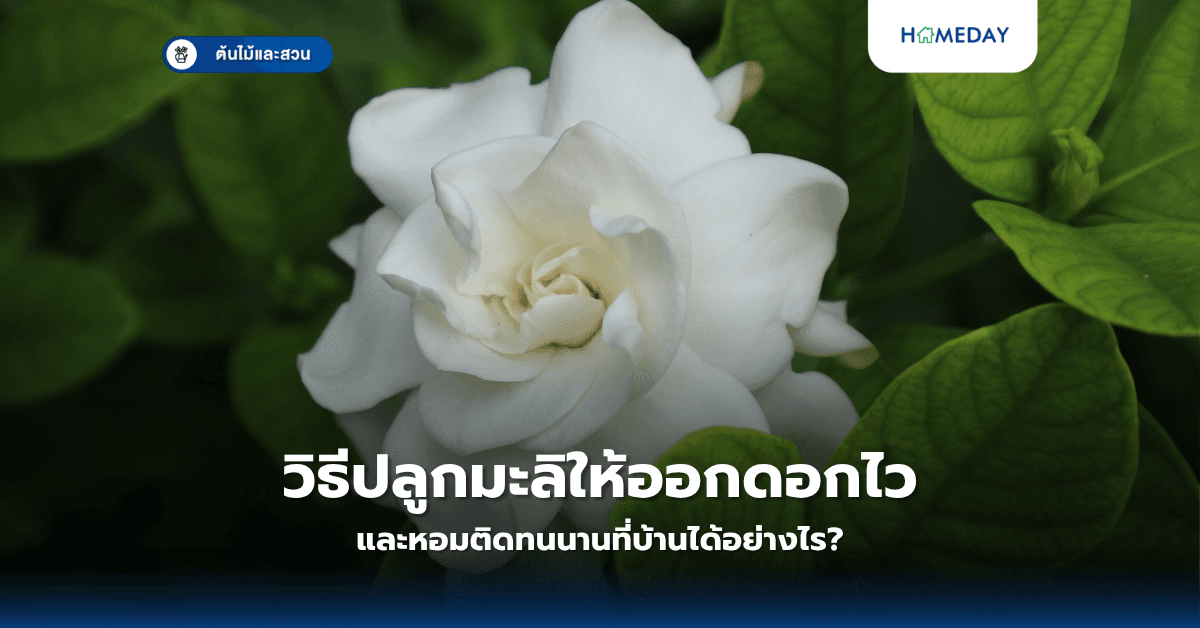 วิธีปลูกมะลิให้ออกดอกไวและหอมติดทนนานที่บ้านได้อย่างไร?