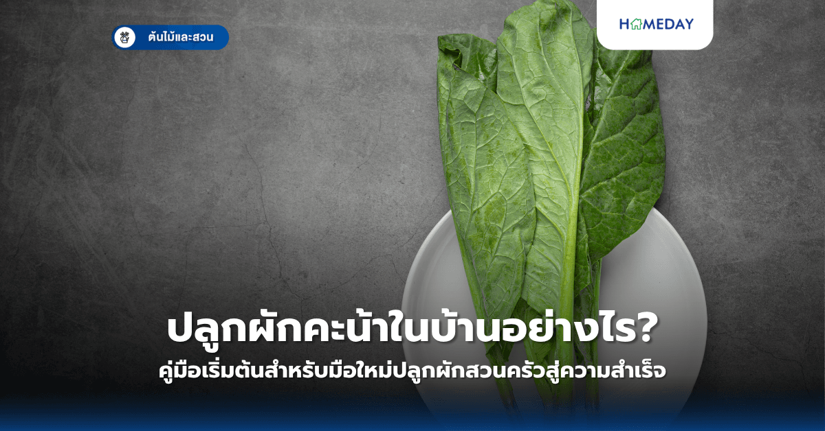 ปลูกผักคะน้าในบ้านอย่างไร? คู่มือเริ่มต้นสำหรับมือใหม่ปลูกผักสวนครัวสู่ความสำเร็จ