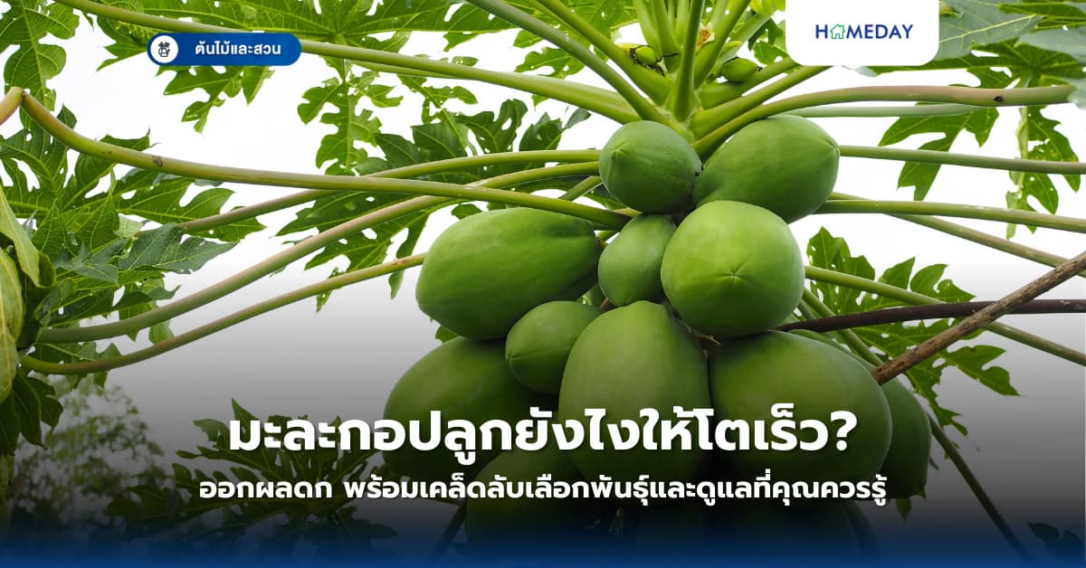 มะละกอปลูกยังไงให้โตเร็วออกผลดก พร้อมเคล็ดลับเลือกพันธุ์และดูแลที่คุณควรรู้