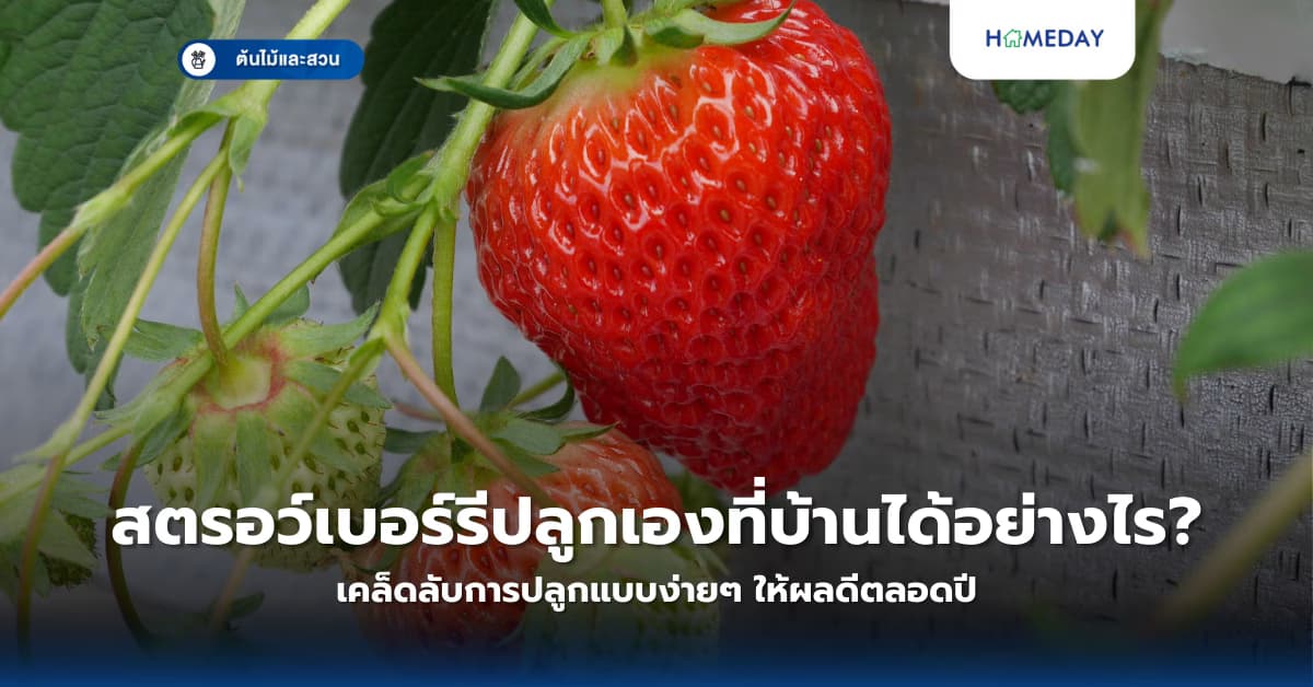 สตรอว์เบอร์รีปลูกเองที่บ้านได้อย่างไร? เคล็ดลับการปลูกแบบง่ายๆ ให้ผลดีตลอดปี