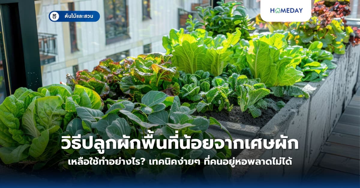 วิธีปลูกผักพื้นที่น้อยจากเศษผักเหลือใช้ทำอย่างไร? เทคนิคง่ายๆ ที่คนอยู่หอพลาดไม่ได้