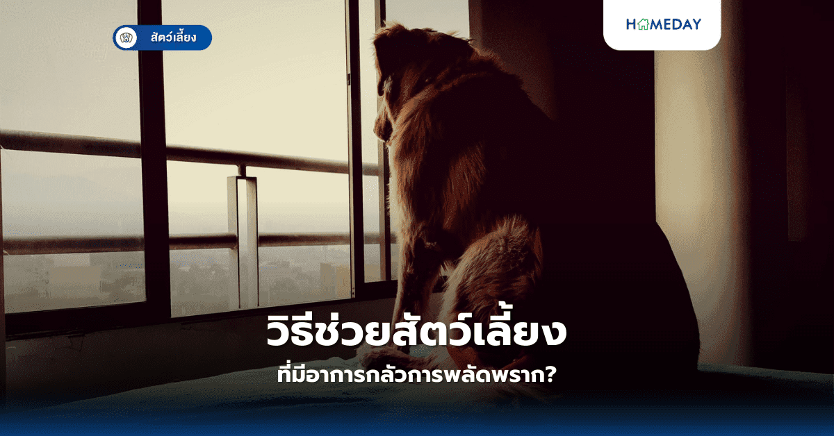 วิธีช่วยสัตว์เลี้ยงที่มีอาการกลัวการพลัดพราก?