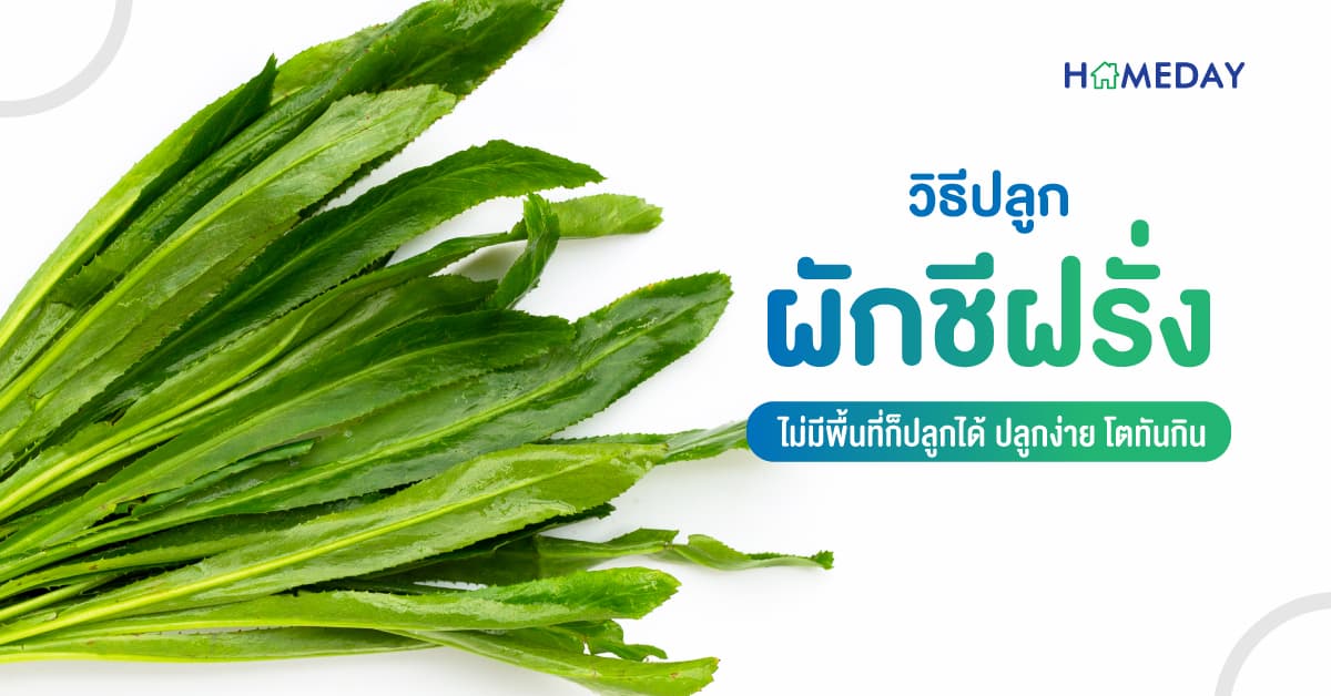 วิธีปลูกผักชีฝรั่ง ไม่มีพื้นที่ก็ปลูกได้ ปลูกง่าย โตทันกิน