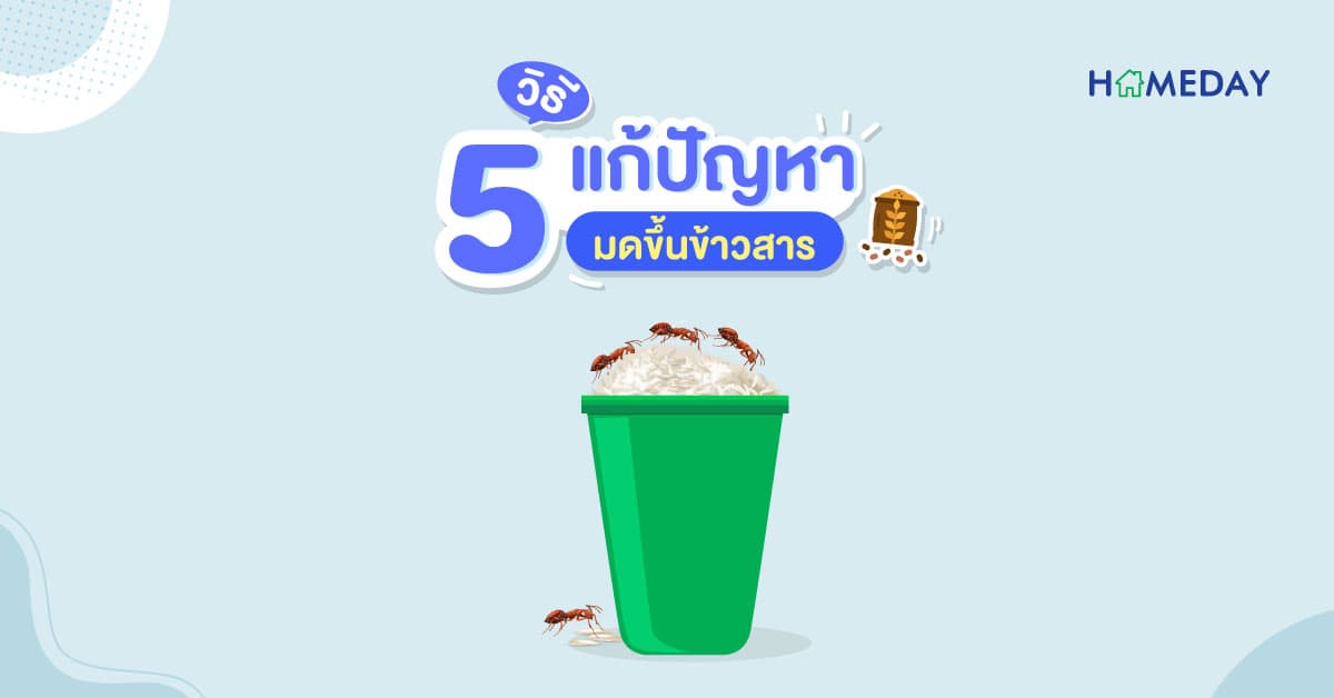 5 วิธีแก้ปัญหา มดขึ้นข้าวสาร