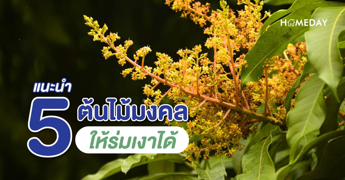 แนะนำ 5 ต้นไม้มงคล ให้ร่มเงาได้