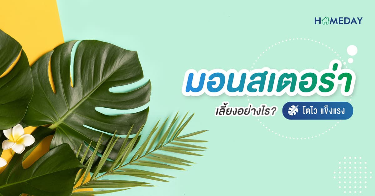 วิธีเริ่มต้นปลูก มอนสเตอร่า