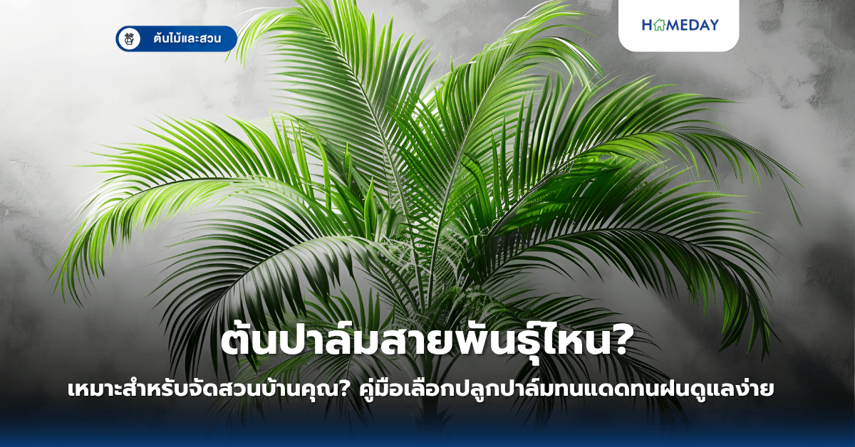 ต้นปาล์มสายพันธุ์ไหนเหมาะสำหรับจัดสวนบ้านคุณ? คู่มือเลือกปลูกปาล์มทนแดดทนฝนดูแลง่าย