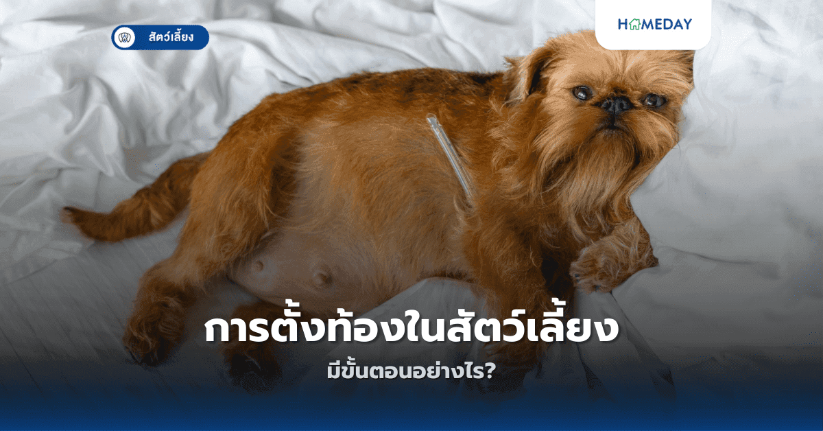 การตั้งท้องในสัตว์เลี้ยงมีขั้นตอนอย่างไร?