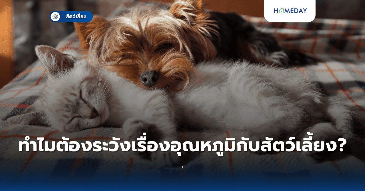 ทำไมต้องระวังเรื่องอุณหภูมิกับสัตว์เลี้ยง?
