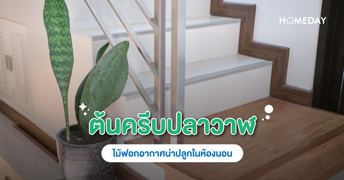 ต้นครีบปลาวาฬ ไม้ฟอกอากาศน่าปลูกในห้องนอน