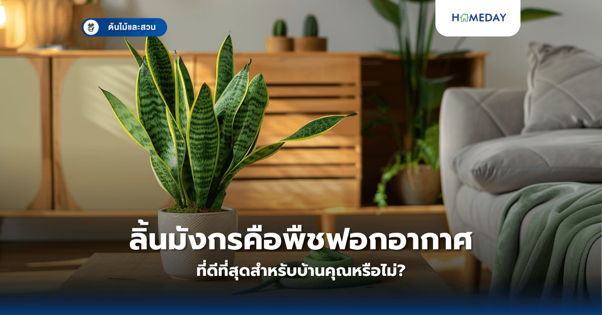 ลิ้นมังกร คือพืชฟอกอากาศที่ดีที่สุดสำหรับบ้านคุณหรือไม่?