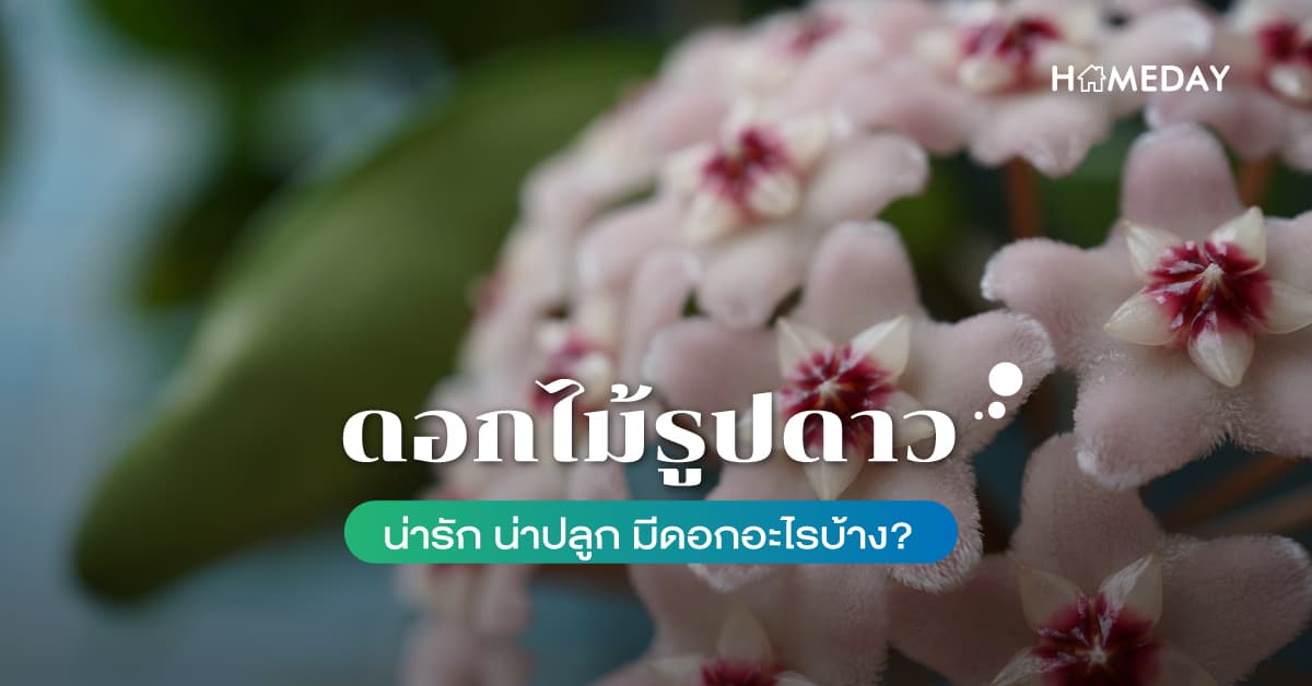 ดอกไม้รูปดาว น่ารัก น่าปลูก มีดอกอะไรบ้าง?