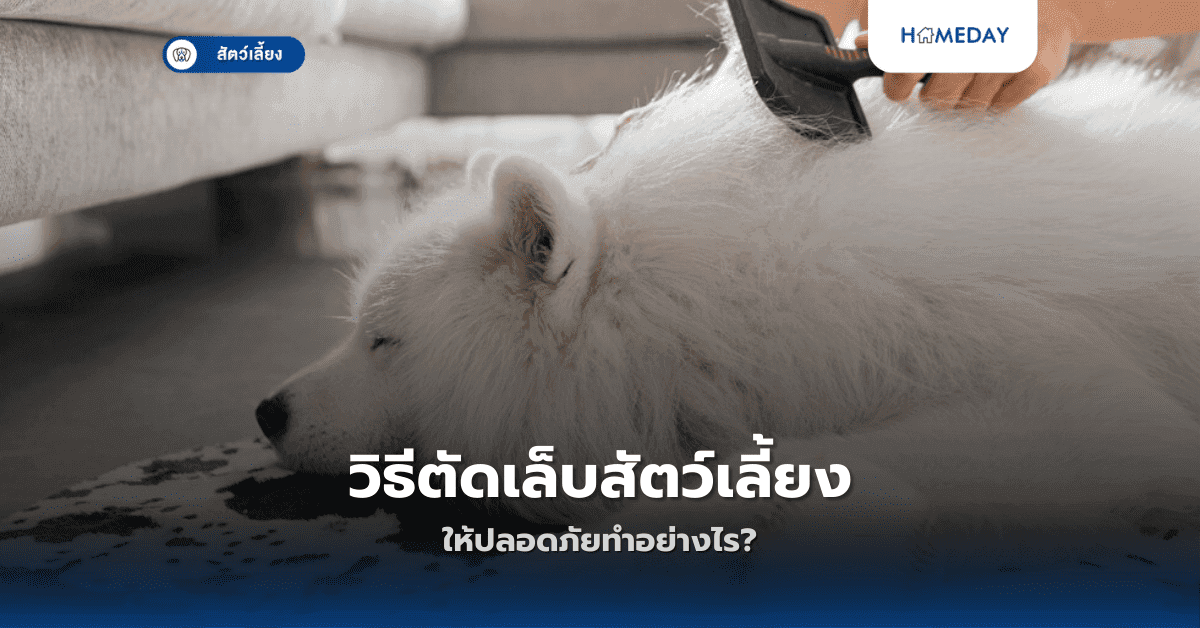 แปรงขนอย่างไรไม่ให้สัตว์เลี้ยงเครียด?