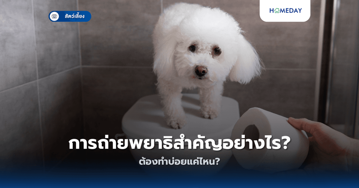 การถ่ายพยาธิสำคัญอย่างไร ต้องทำบ่อยแค่ไหน?
