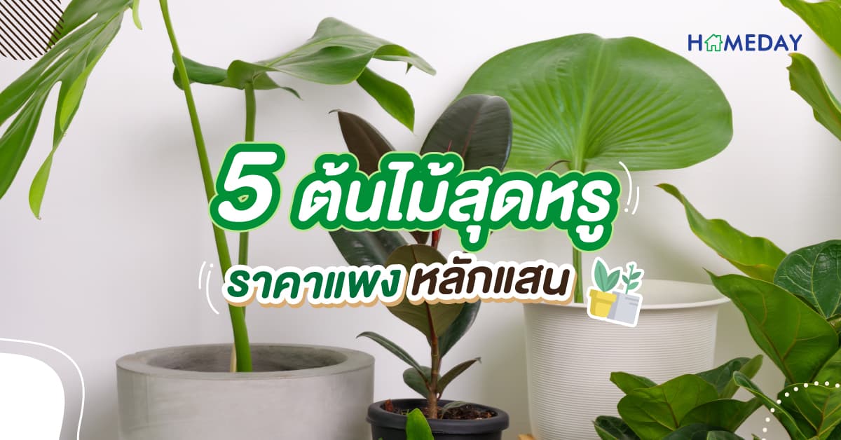 5 ต้นไม้สุดหรู ราคาแพง หลักแสน