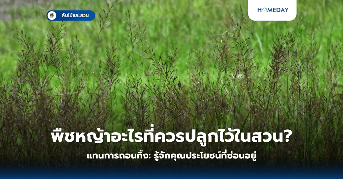 พืชหญ้าอะไรที่ควรปลูกไว้ในสวนแทนการถอนทิ้ง: รู้จักคุณประโยชน์ที่ซ่อนอยู่?