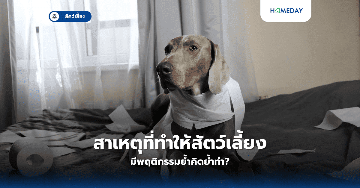 สาเหตุที่ทำให้สัตว์เลี้ยงมีพฤติกรรมย้ำคิดย้ำทำ?