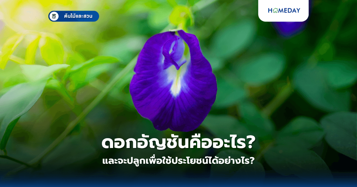 ดอกอัญชันคืออะไร และจะปลูกเพื่อใช้ประโยชน์ได้อย่างไร?