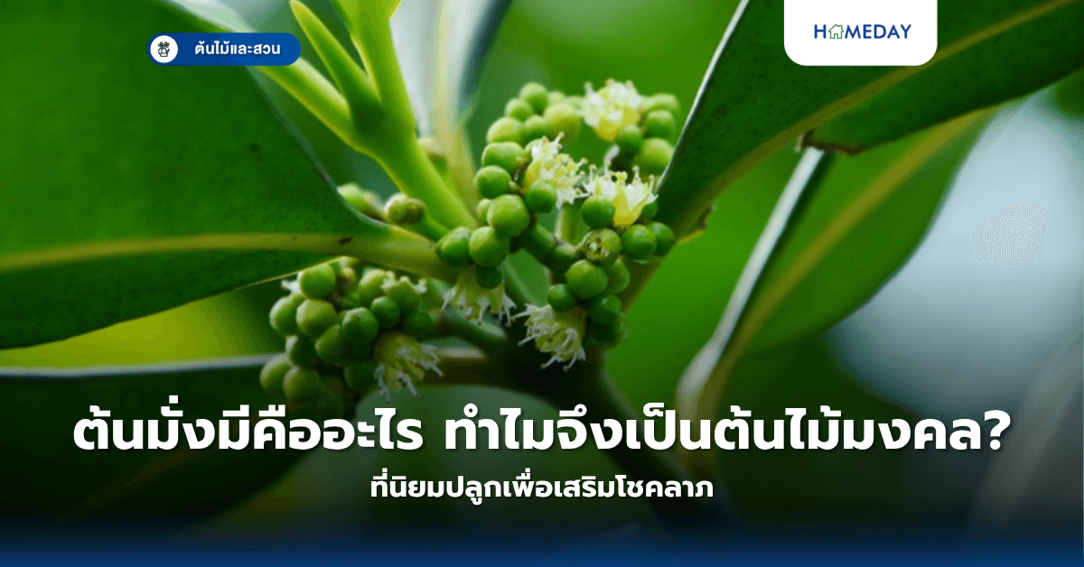 ต้นมั่งมีคืออะไร ทำไมจึงเป็นต้นไม้มงคลที่นิยมปลูกเพื่อเสริมโชคลาภ?