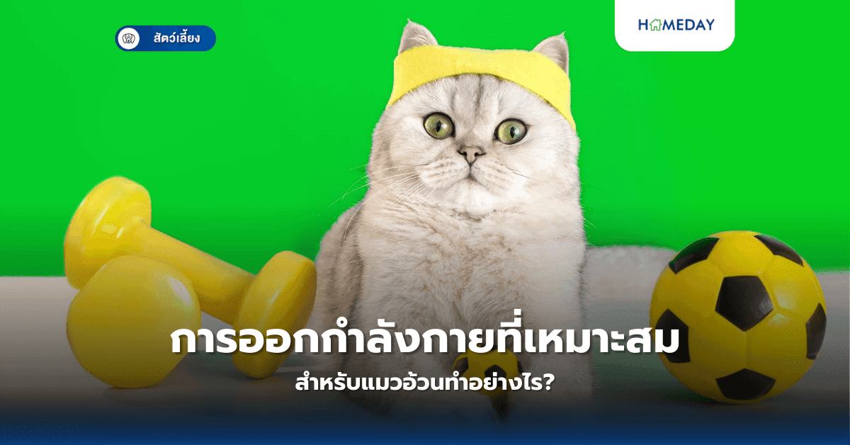 การออกกำลังกายที่เหมาะสมสำหรับแมวอ้วนทำอย่างไร?