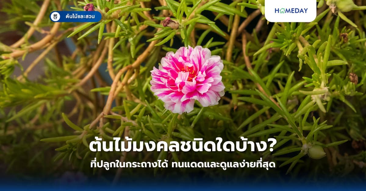 ต้นไม้มงคลชนิดใดบ้างที่ปลูกในกระถางได้ ทนแดดและดูแลง่ายที่สุด?