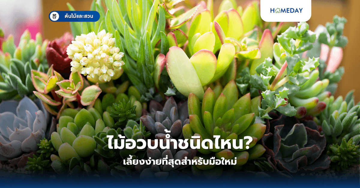 ไม้อวบน้ำชนิดไหนเลี้ยงง่ายที่สุดสำหรับมือใหม่?