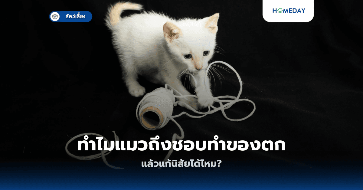 ทำไมแมวถึงชอบทำของตก แล้วแก้นิสัยได้ไหม?