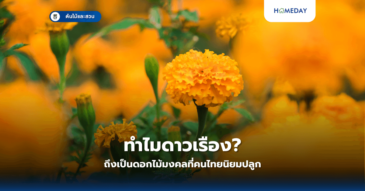 ทำไมดาวเรืองถึงเป็นดอกไม้มงคลที่คนไทยนิยมปลูก?