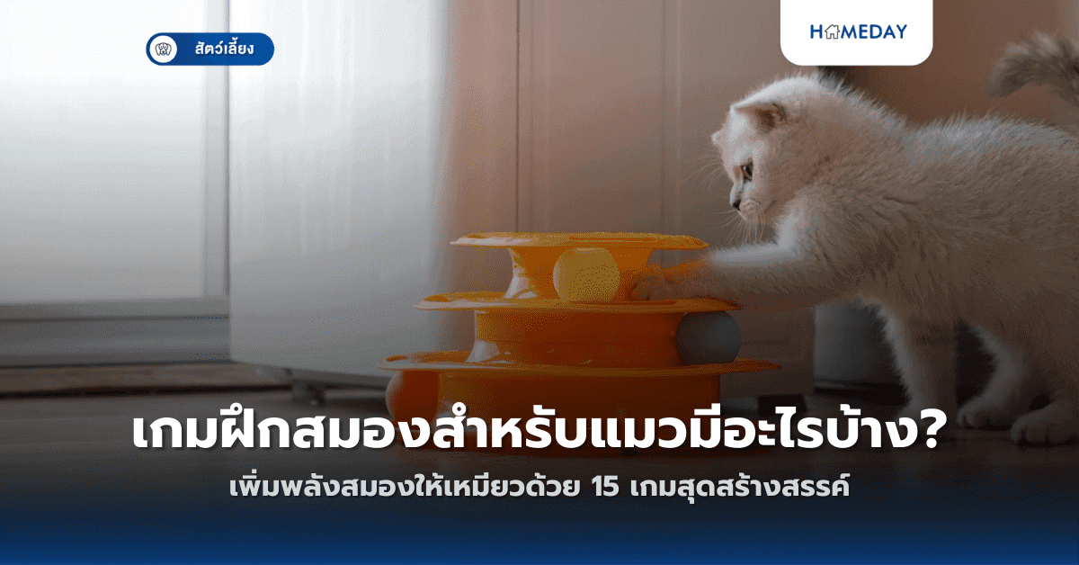 เกมฝึกสมองสำหรับแมวมีอะไรบ้าง? เพิ่มพลังสมองให้เหมียวด้วย 15 เกมสุดสร้างสรรค์