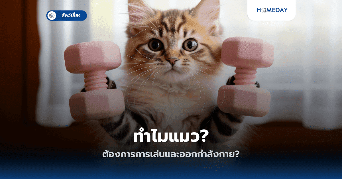 ทำไมแมวต้องการการเล่นและออกกำลังกาย?