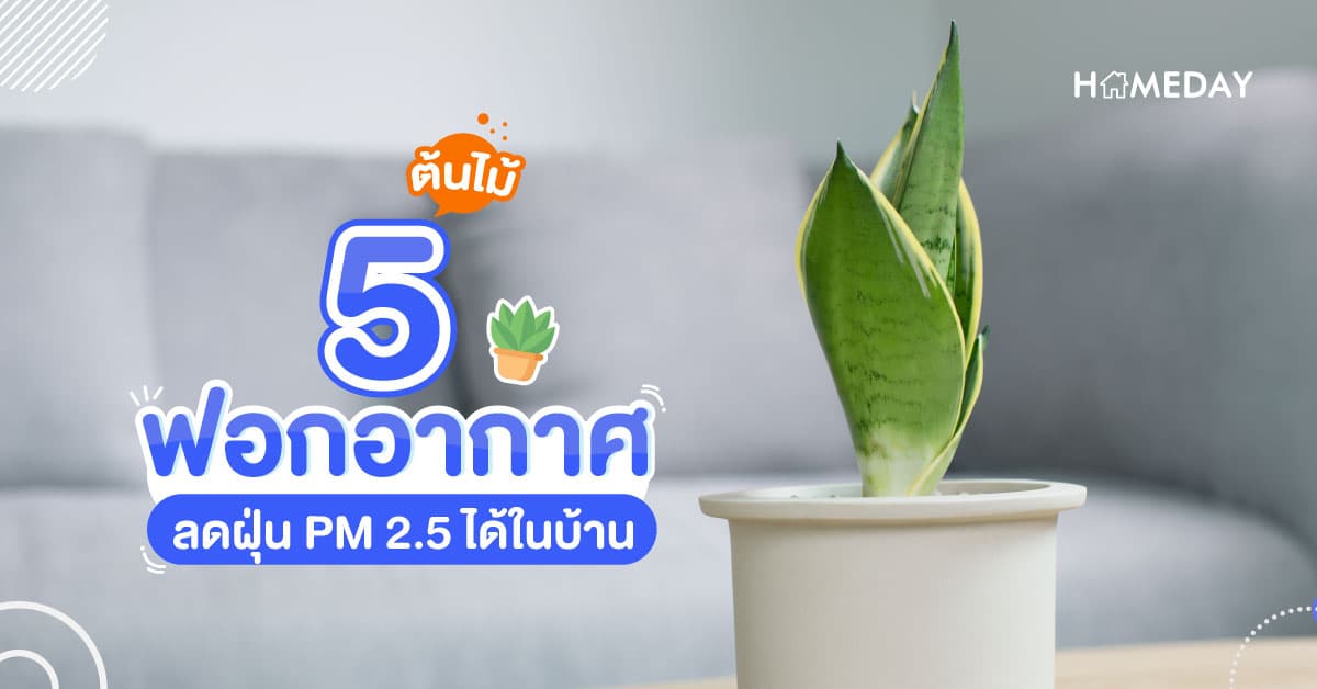 5 ต้นไม้ฟอกอากาศ ลดฝุ่น PM 2.5 ได้ในบ้าน