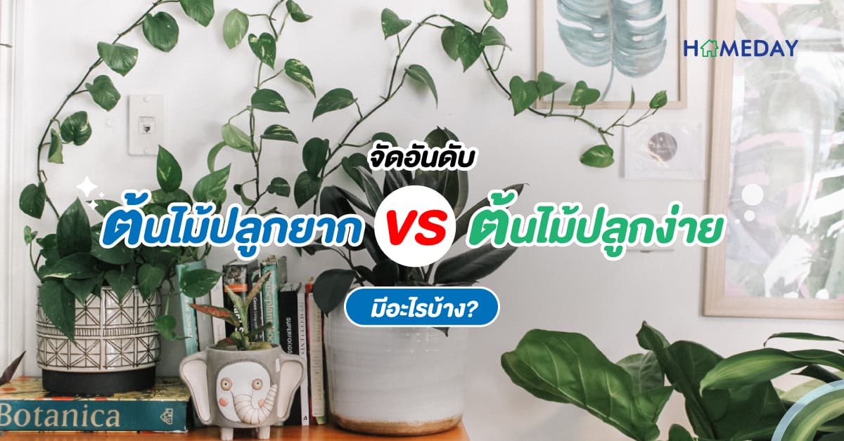 จัดอันดับ ต้นไม้ปลูกยากที่สุด VS ต้นไม้ปลูกง่ายที่สุด มีอะไรบ้าง?