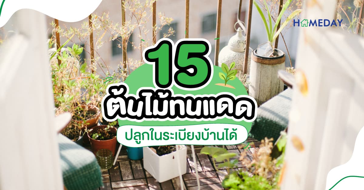 15 ต้นไม้ทนแดด ปลูกในระเบียงบ้านได้