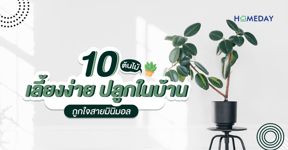 10 ต้นไม้ เลี้ยงง่าย ปลูกในบ้าน ถูกใจสายมินิมอล