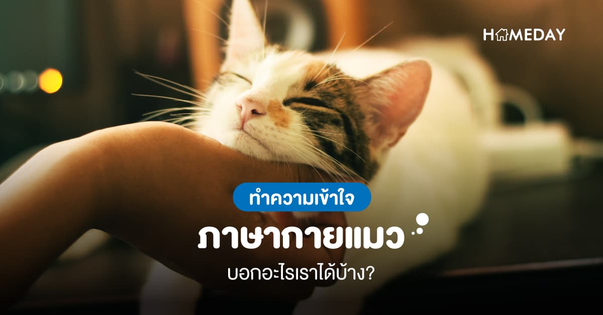 ทำความเข้าใจ ภาษากายแมว บอกอะไรเราได้บ้าง?