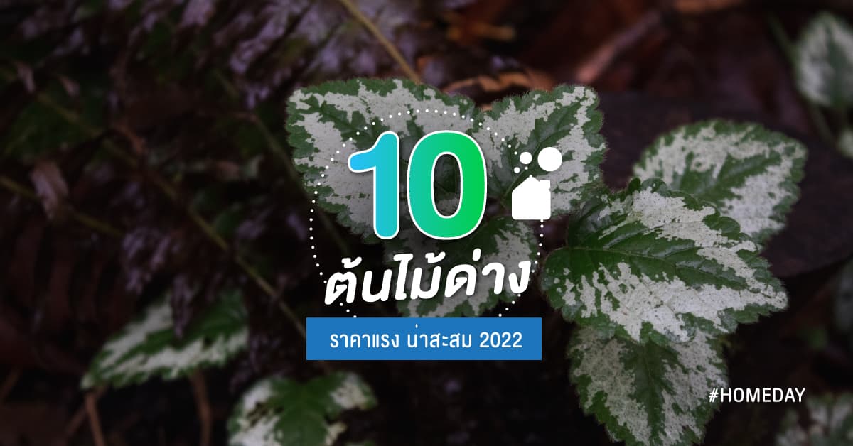 10 ต้นไม้ด่าง ราคาแรง น่าสะสม 2022