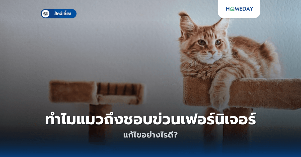 ทำไมแมวถึงชอบข่วนเฟอร์นิเจอร์ แก้ไขอย่างไรดี?