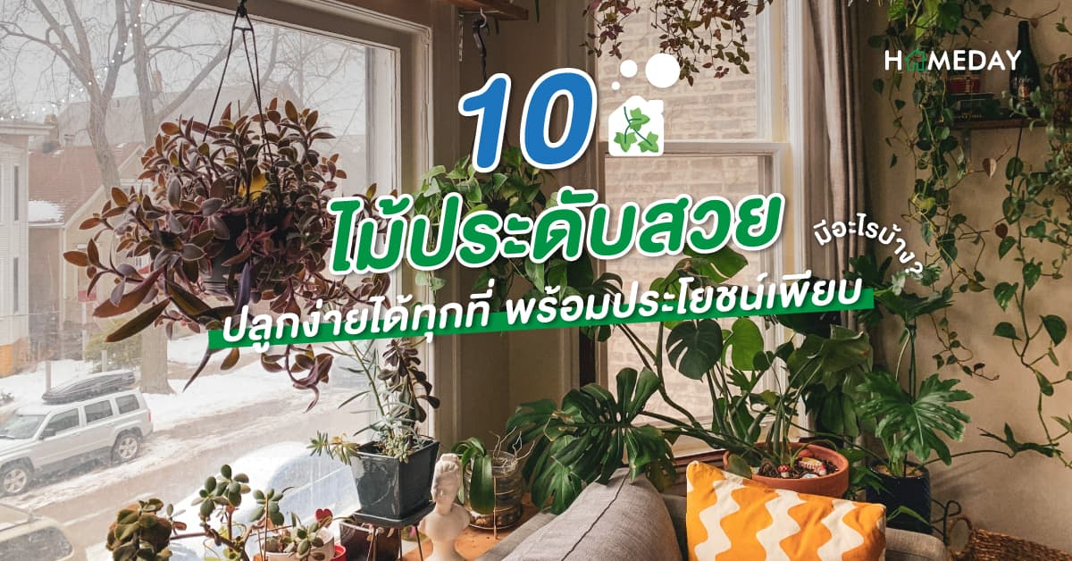 10 ไม้ประดับสวย ปลูกง่ายได้ทุกที่ พร้อมประโยชน์เพียบ มีอะไรบ้าง?